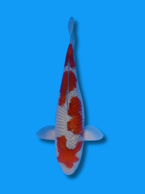 Ochiba Shigure | Koi&Co.